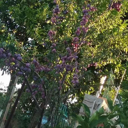 Ξενοδοχείο Mikela