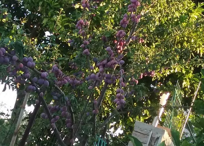 Ξενοδοχείο Mikela